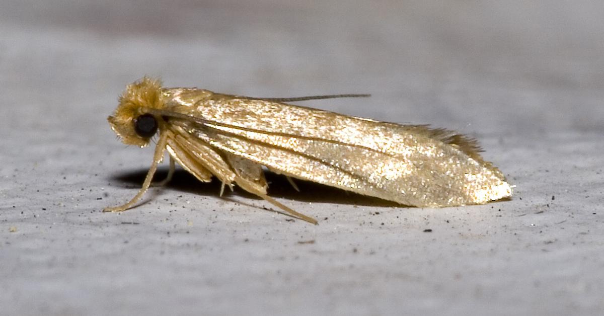 Stunning image of the Clothes Moth (Tineola bisselliella), a wonder in the animal kingdom.