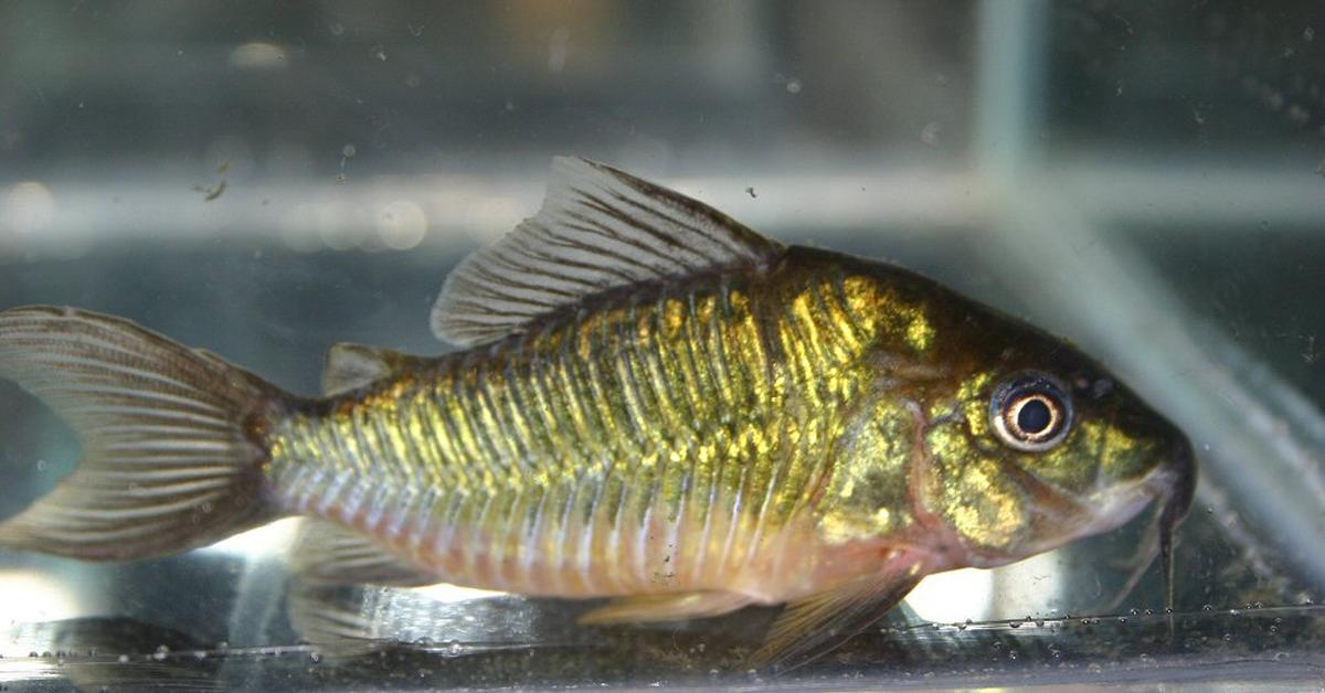 Exquisite image of Cory Catfish, in Indonesia known as Lele Cory.