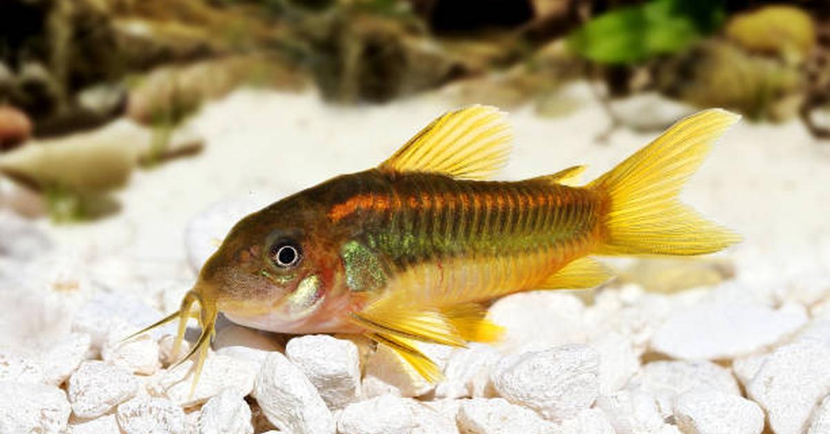 The Cory Catfish, a species known as Callichthyidae, in its natural splendor.