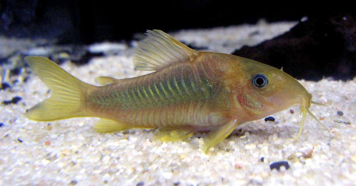 Dynamic image of the Cory Catfish, popularly known in Indonesia as Lele Cory.