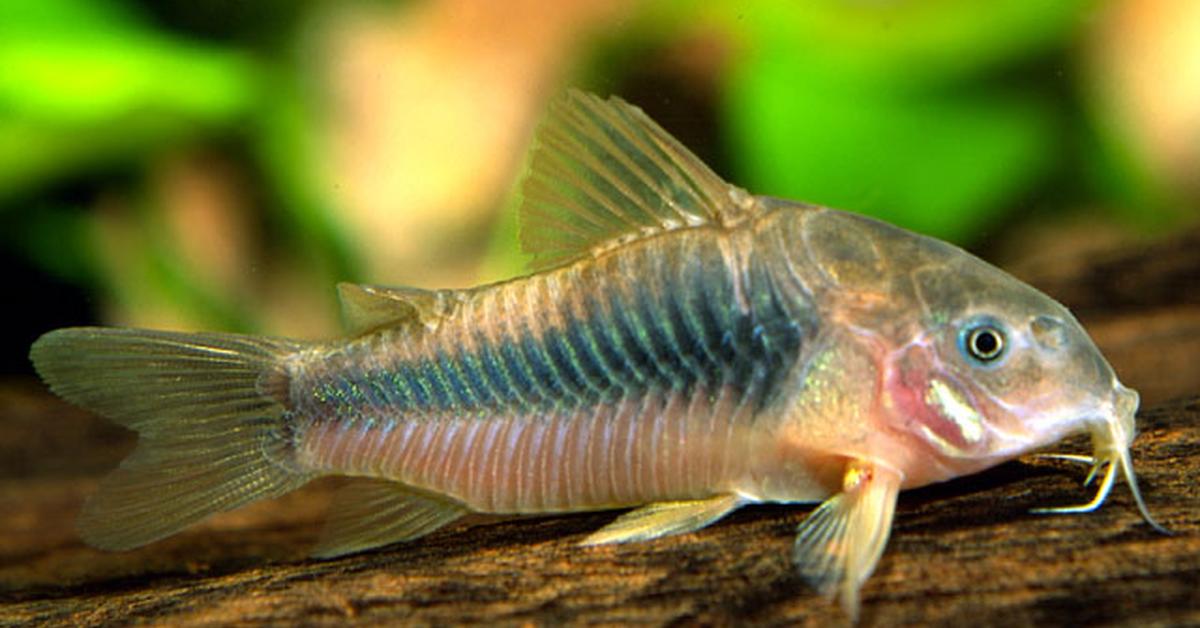 Exquisite image of Cory Catfish, in Indonesia known as Lele Cory.