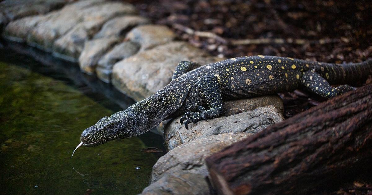 Close encounter with the Crocodile Monitor, scientifically called Varanus salvadorii.