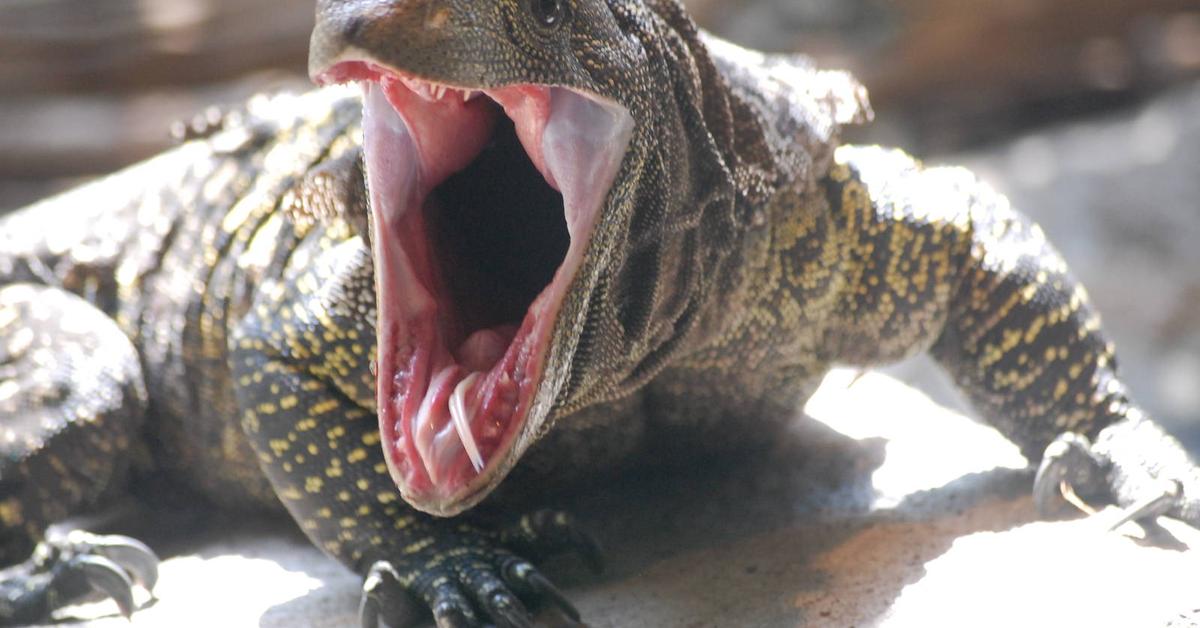 Captured beauty of the Crocodile Monitor, or Varanus salvadorii in the scientific world.