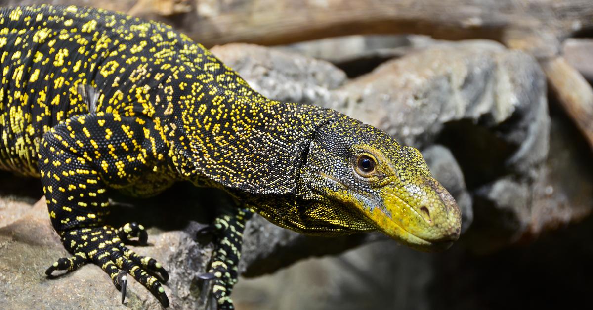 Charming view of the Crocodile Monitor, in Indonesia referred to as Monitor Buaya.