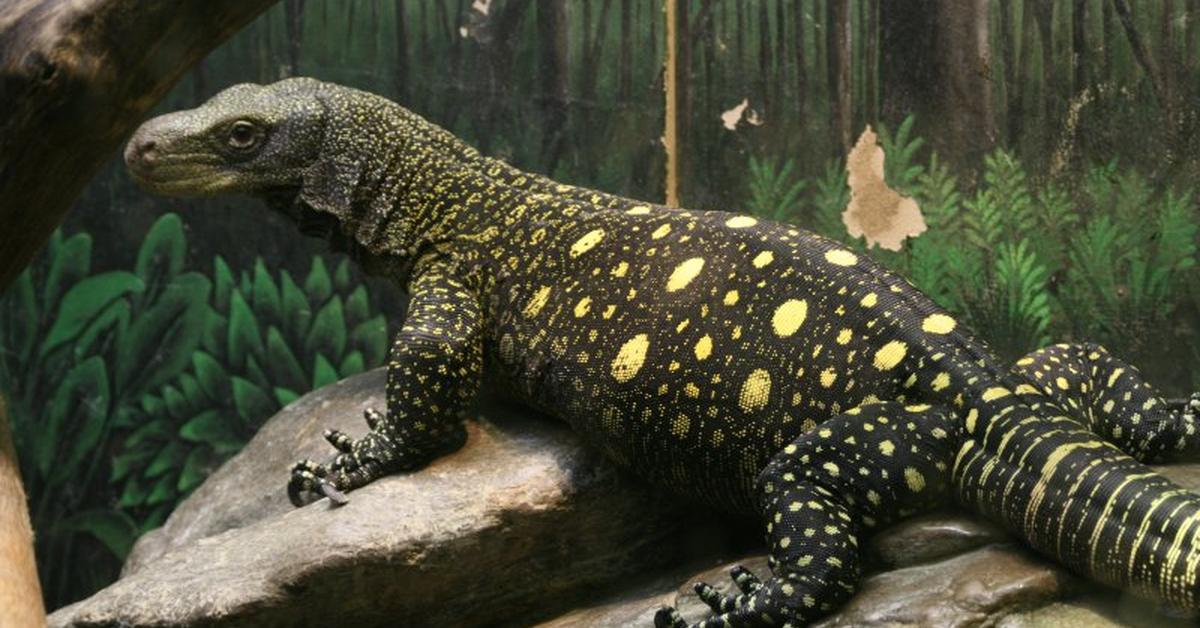 The elegant Crocodile Monitor (Varanus salvadorii), a marvel of nature.