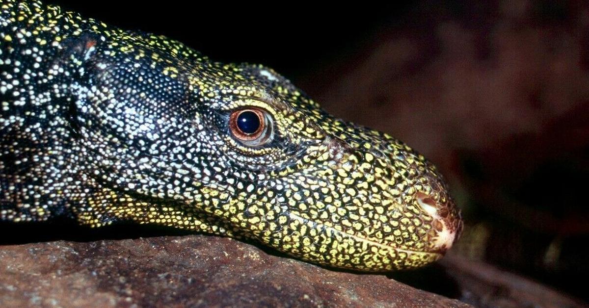 The Crocodile Monitor in its natural beauty, locally called Monitor Buaya.