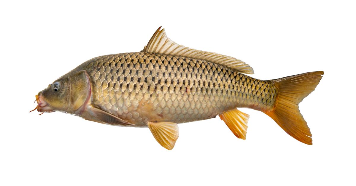 Elegant Common Carp in its natural habitat, called Ikan Mas Biasa in Indonesia.