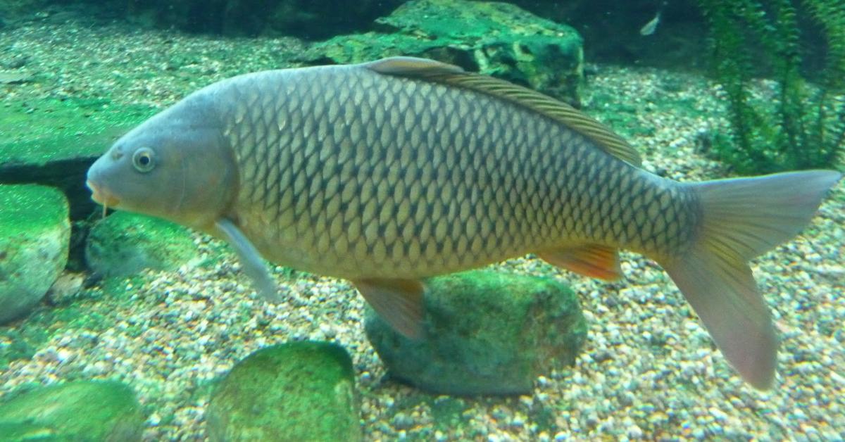 Close-up view of the Common Carp, known as Ikan Mas Biasa in Indonesian.