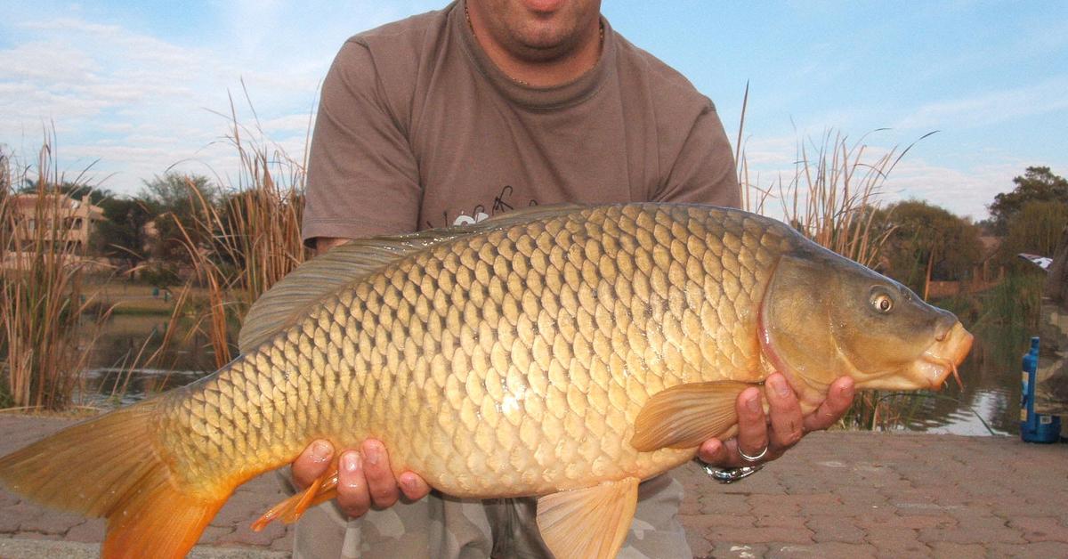 Captivating presence of the Common Carp, a species called Cyprinus Carpio.