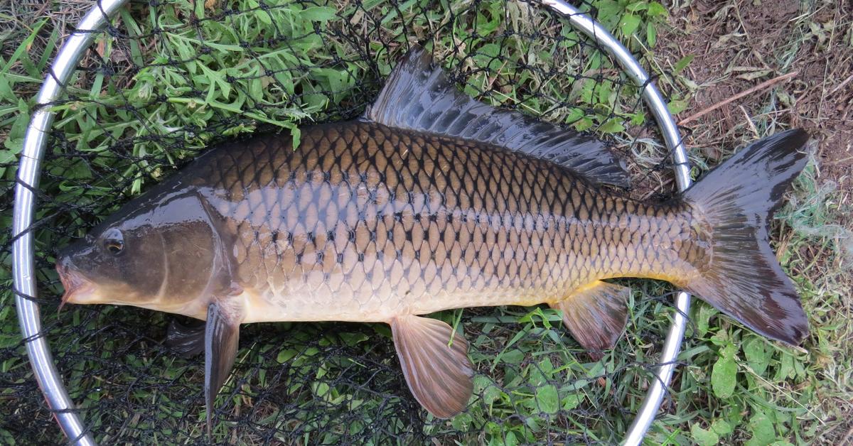 Image showcasing the Common Carp, known in Indonesia as Ikan Mas Biasa.