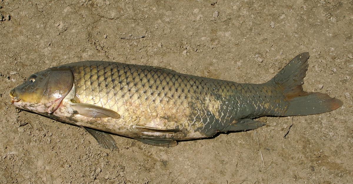 The fascinating Common Carp, scientifically known as Cyprinus Carpio.