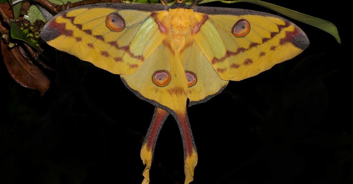 Visual representation of the Comet Moth, recognized in Indonesia as Kupu-kupu Komet.