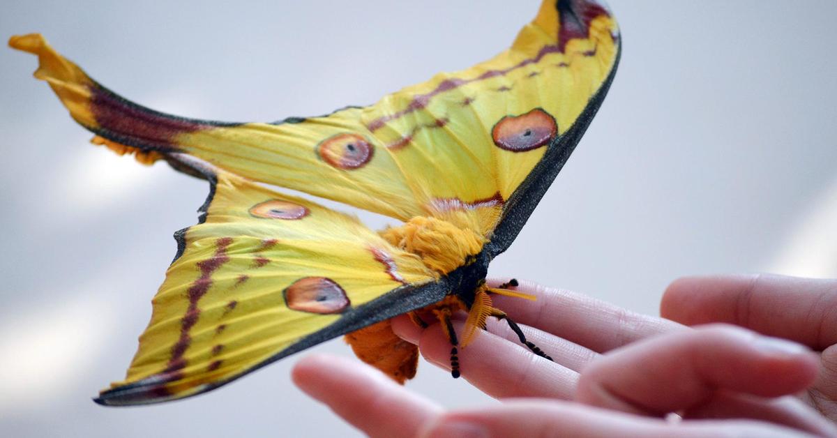 Captured moment of the Comet Moth, in Indonesia known as Kupu-kupu Komet.