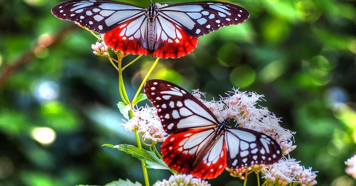 Picture of Comet Moth, known in Indonesia as Kupu-kupu Komet.