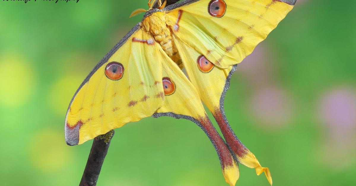 Visual representation of the Comet Moth, recognized in Indonesia as Kupu-kupu Komet.