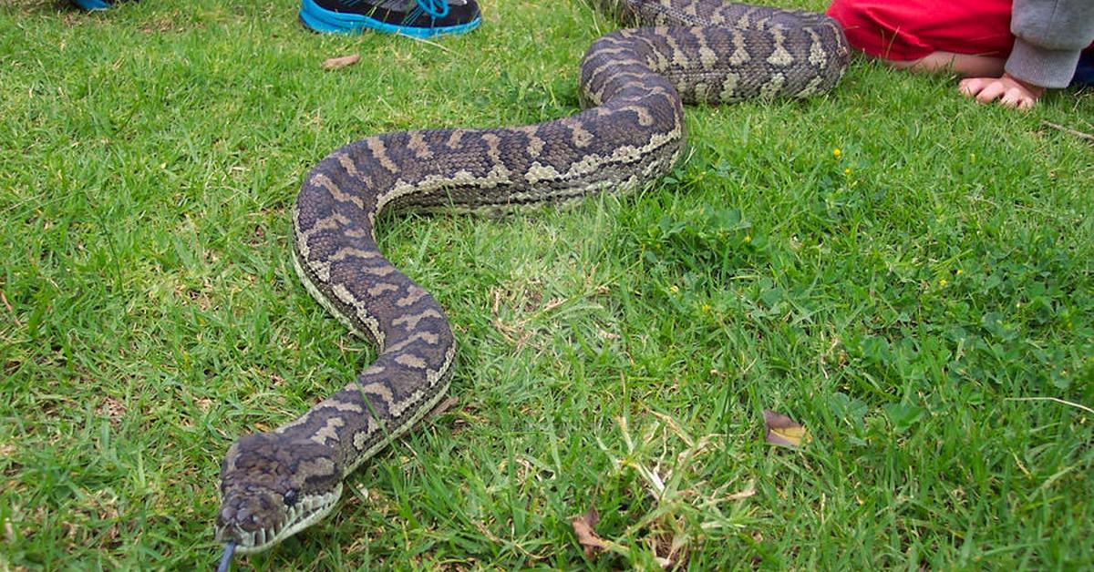 The Coastal Carpet Python, a species known as Morelia spilota mcdowelli, in its natural splendor.