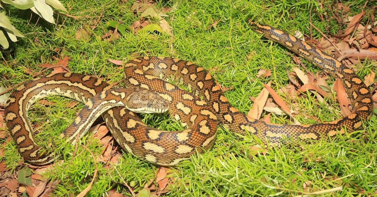 Visual representation of the Coastal Carpet Python, recognized in Indonesia as Piton Karpet Pesisir.