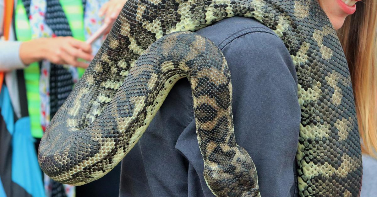 Portrait of a Coastal Carpet Python, a creature known scientifically as Morelia spilota mcdowelli.