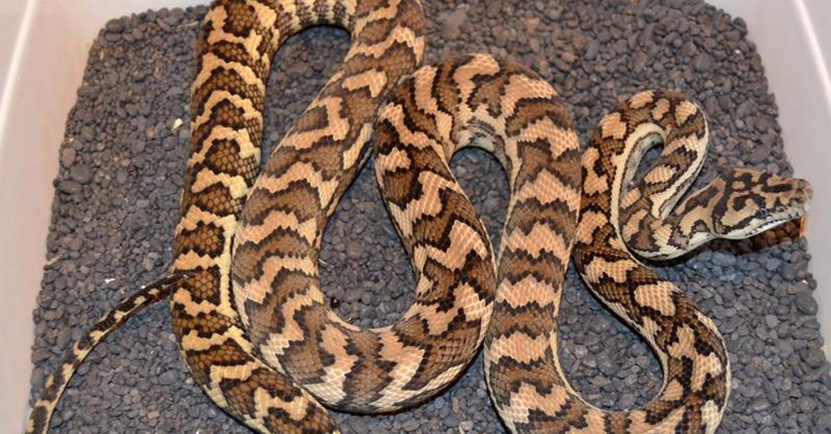 The Coastal Carpet Python, a species known as Morelia spilota mcdowelli, in its natural splendor.