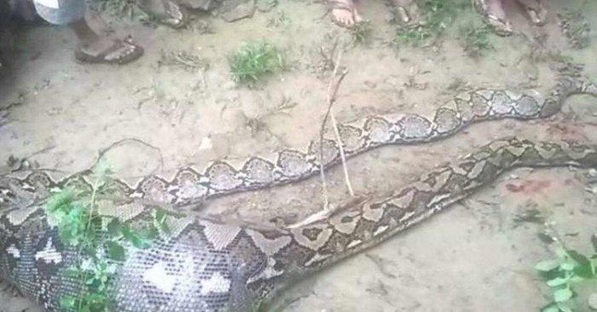 Picture of Childrens Python, known in Indonesia as Piton Anak-Anak.