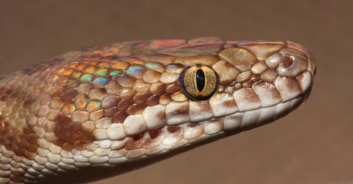 Iconic view of the Childrens Python, or Antaresia childreni, in its habitat.