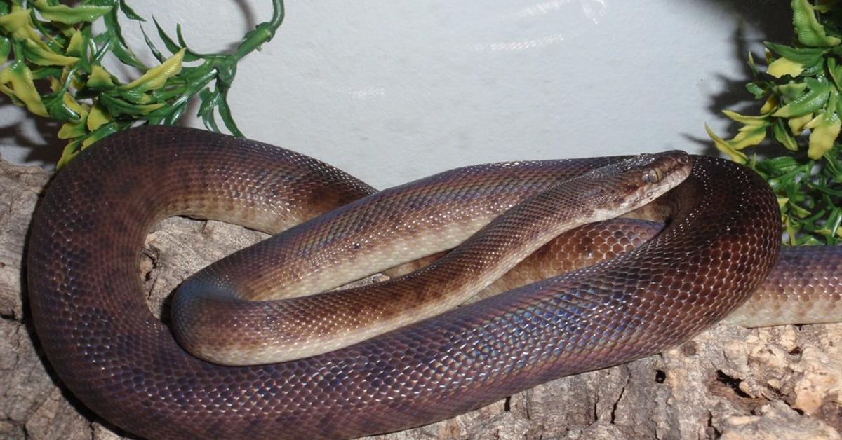 Elegant portrayal of the Childrens Python, also known as Antaresia childreni.