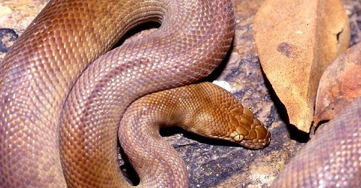 Captured elegance of the Childrens Python, known in Indonesia as Piton Anak-Anak.