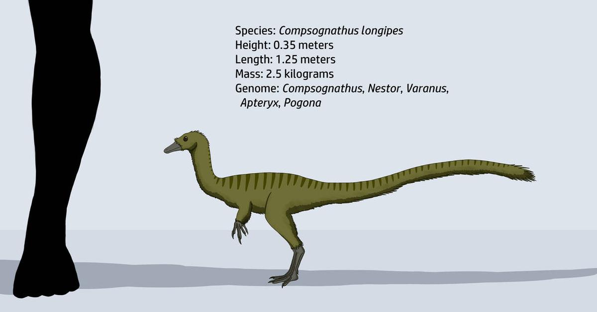 Captivating presence of the Compsognathus, a species called †Compsognathus longipes.