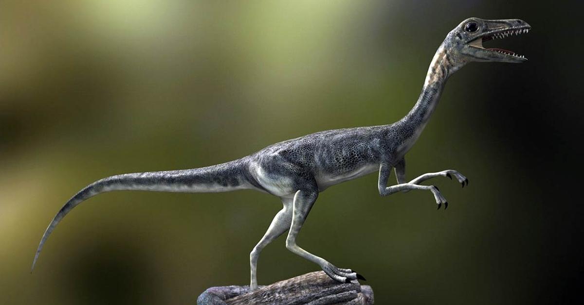 Distinctive Compsognathus, in Indonesia known as Compsognathus, captured in this image.