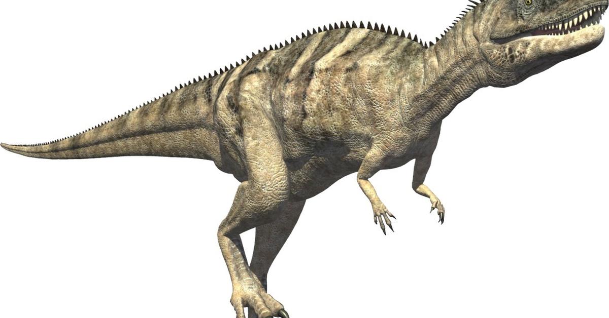 Splendid image of the Ceratosaurus, with the scientific name Ceratosaurus nasicornus.