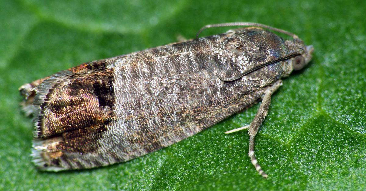 Charming view of the Codling Moth, in Indonesia referred to as Kumbang Codling.