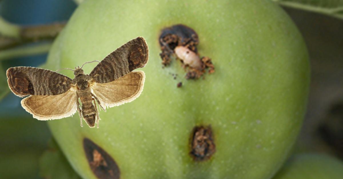 Photograph of the unique Codling Moth, known scientifically as Cydia pomonella.