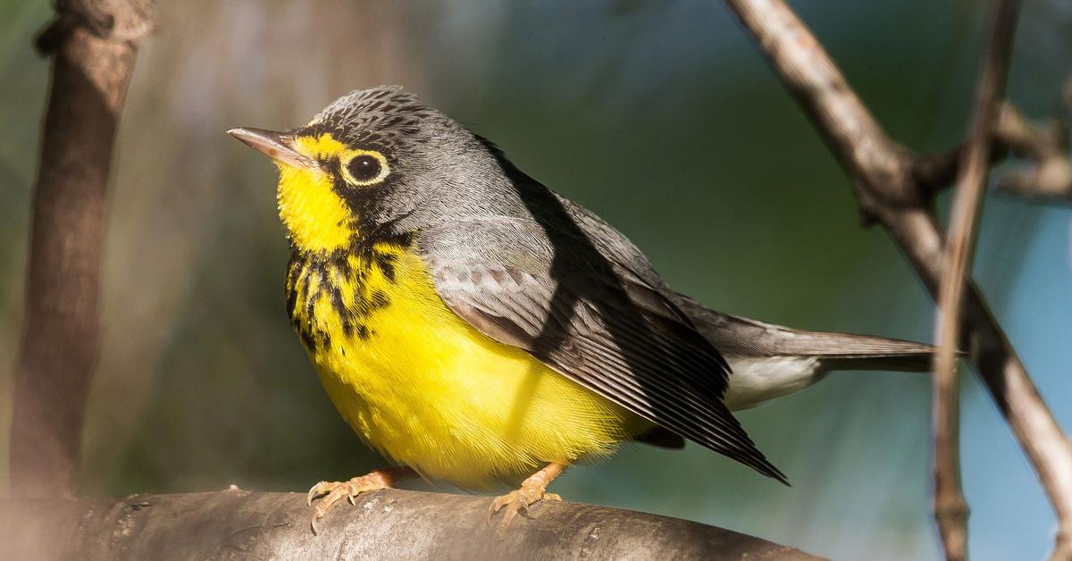 Distinctive Canada Warbler, in Indonesia known as Burung Kicau Kanada, captured in this image.