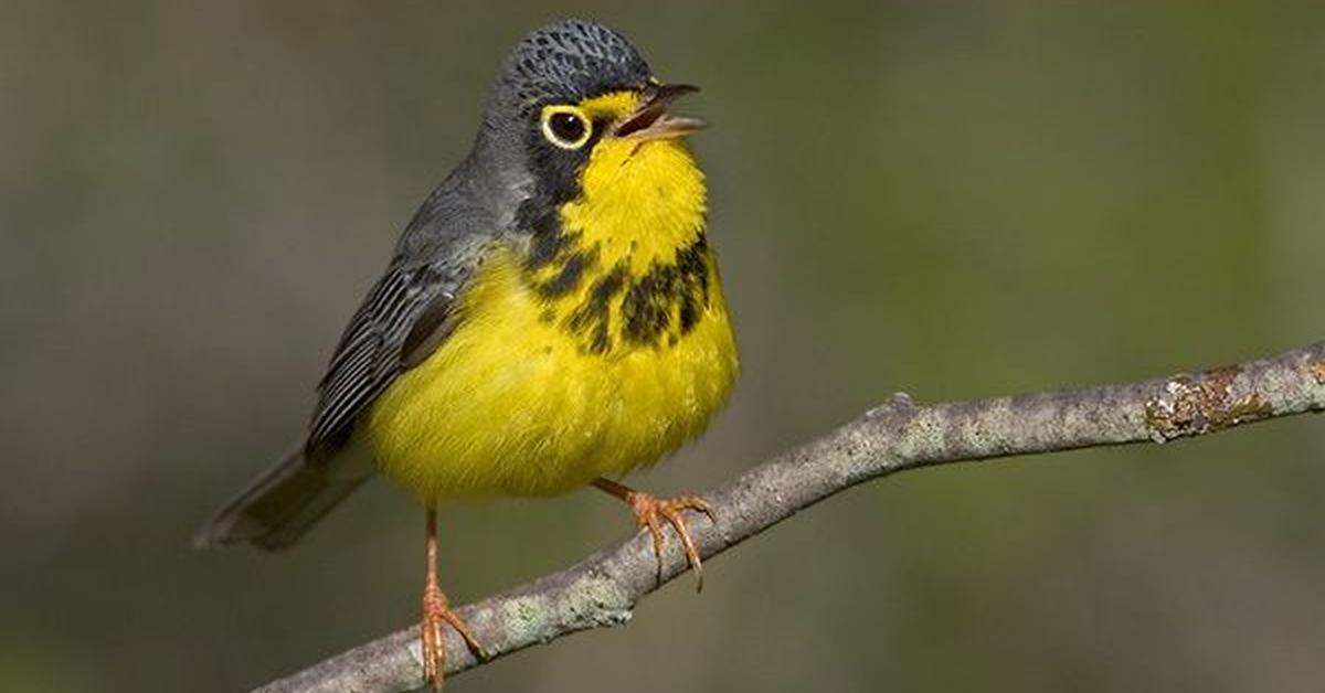 Photogenic Canada Warbler, scientifically referred to as Cardellina canadensis.