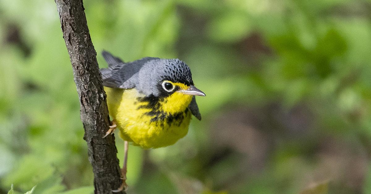 The majestic Canada Warbler, also called Burung Kicau Kanada in Indonesia, in its glory.