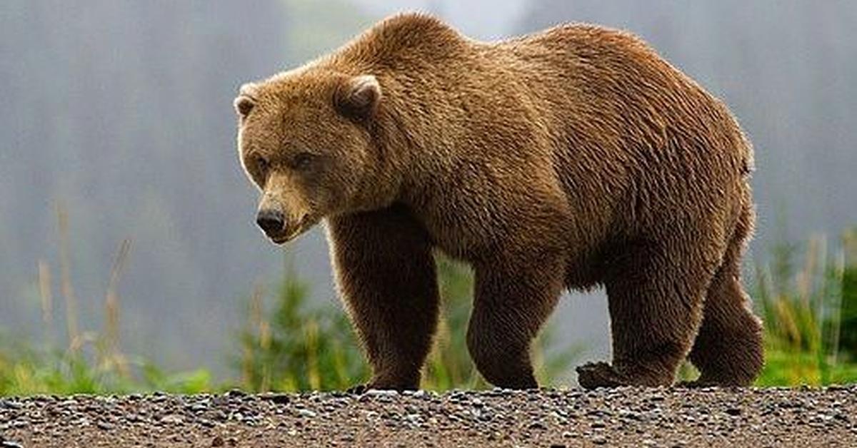 Snapshot of the intriguing Cave Bear, scientifically named Ursus spelaeus and Ursus deningeri.