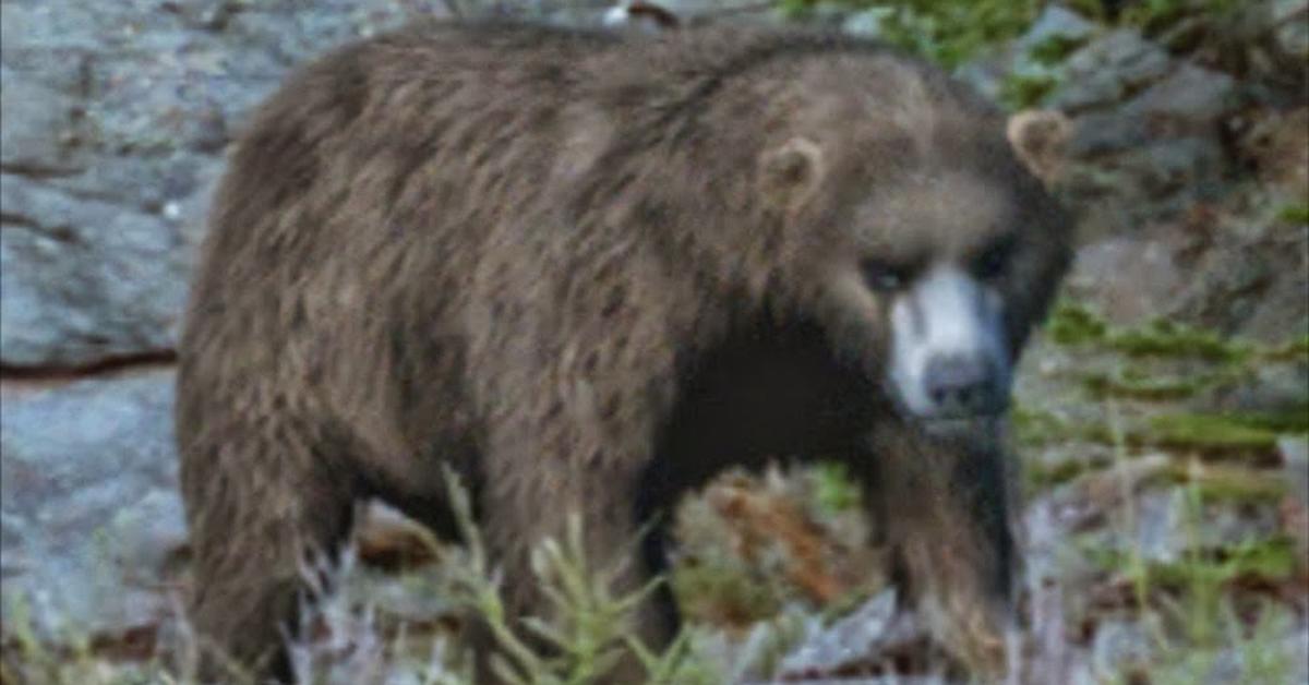 Enchanting Cave Bear, a species scientifically known as Ursus spelaeus and Ursus deningeri.