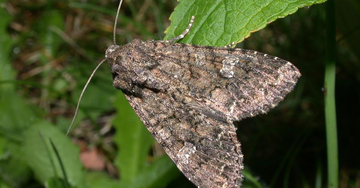 Detailed shot of the Cabbage Moth, or Mamestra brassicae, in its natural setting.