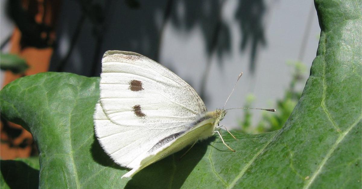 Charming view of the Cabbage Moth, in Indonesia referred to as Kupu-kupu Kol.