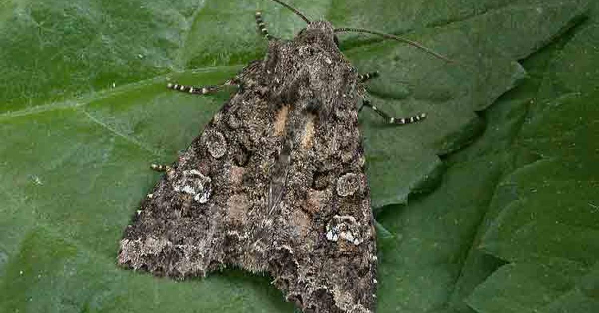 The Cabbage Moth, a species known as Mamestra brassicae, in its natural splendor.