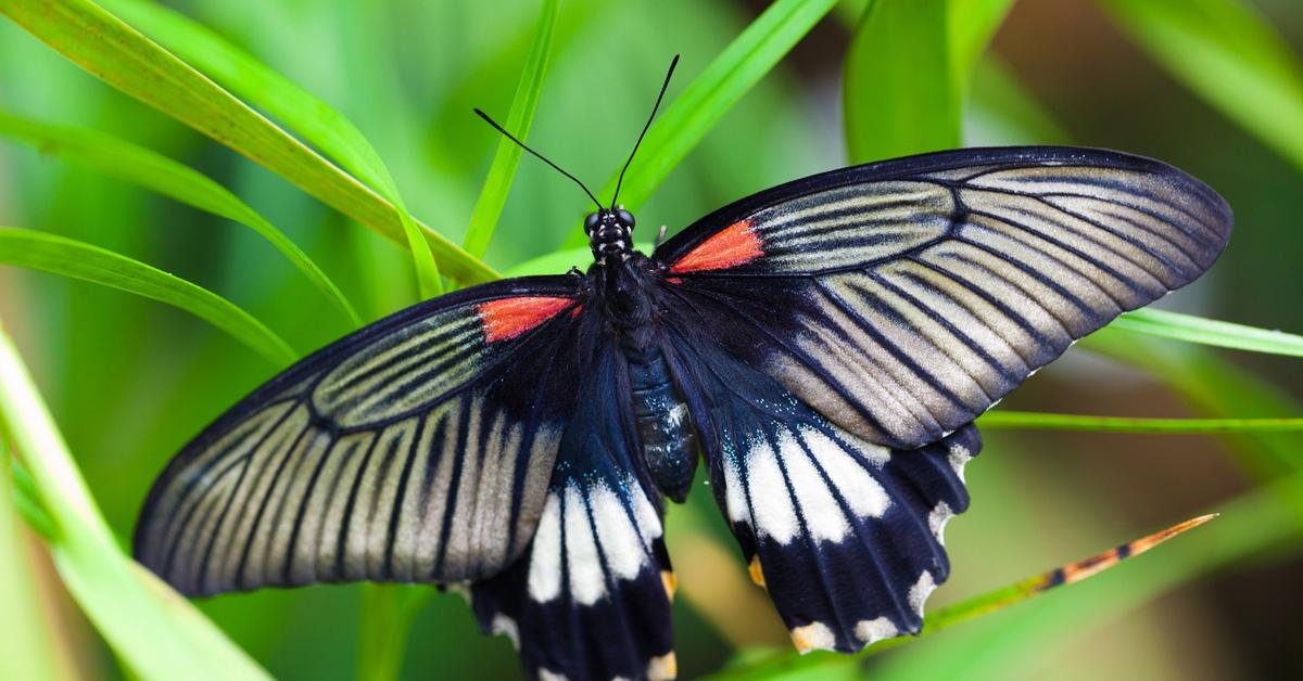 Detailed shot of the Cabbage Moth, or Mamestra brassicae, in its natural setting.