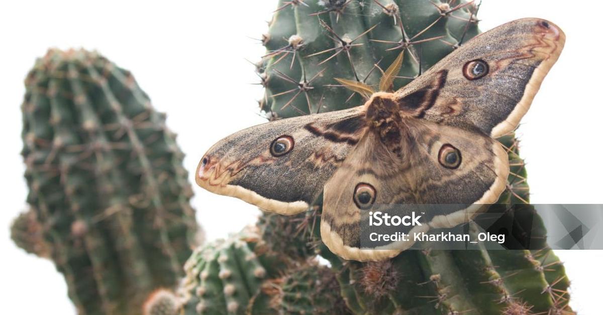 The majestic Cactus Moth, also called Ngengat Kaktus in Indonesia, in its glory.