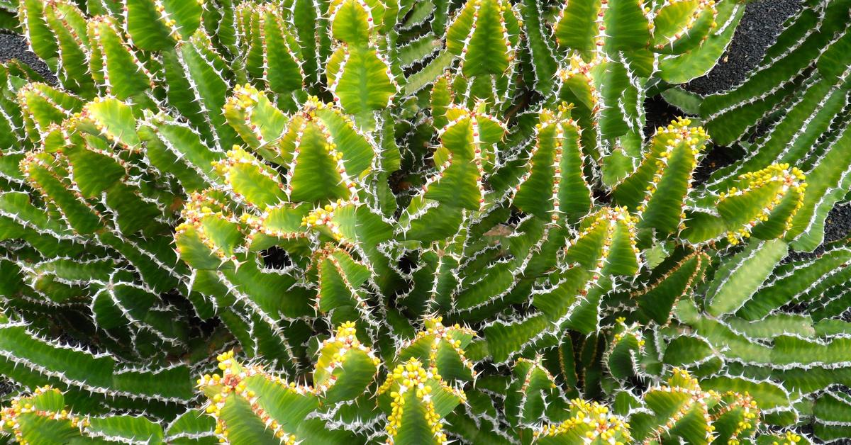 Striking appearance of the Cactus Moth, known in scientific circles as C. cactorum.