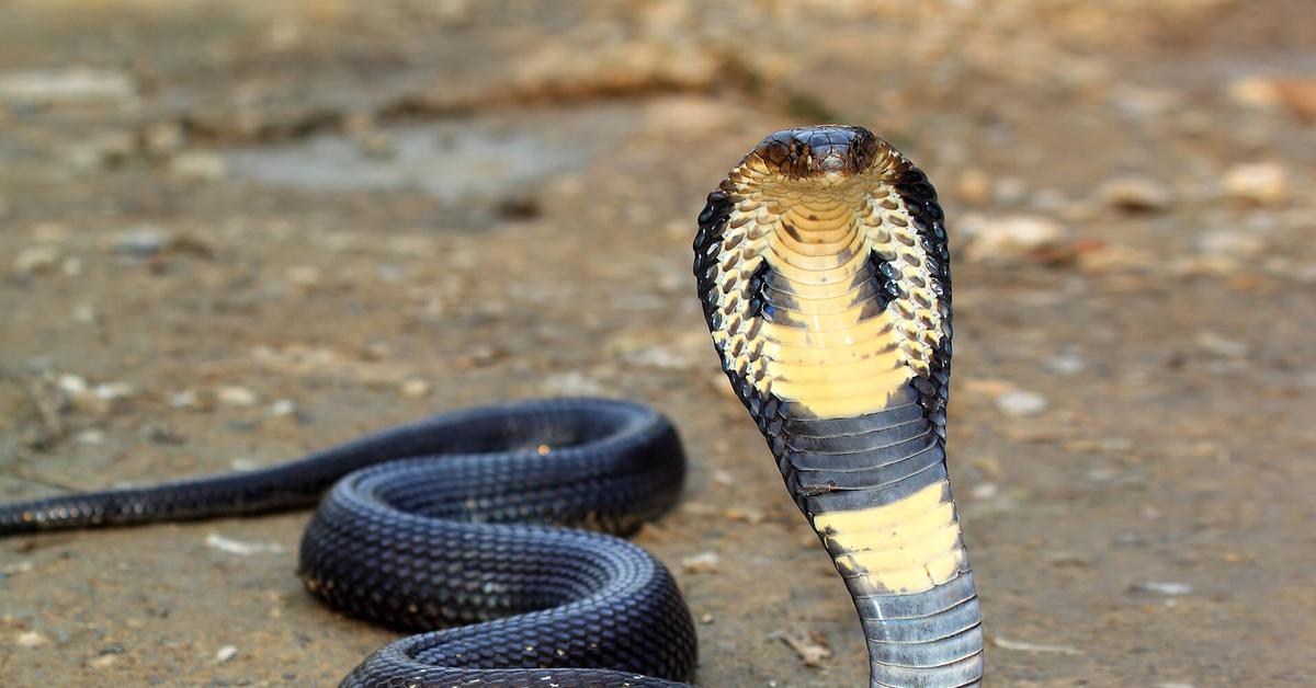 The Cobras, a beautiful species also known as Ular Kobra in Bahasa Indonesia.