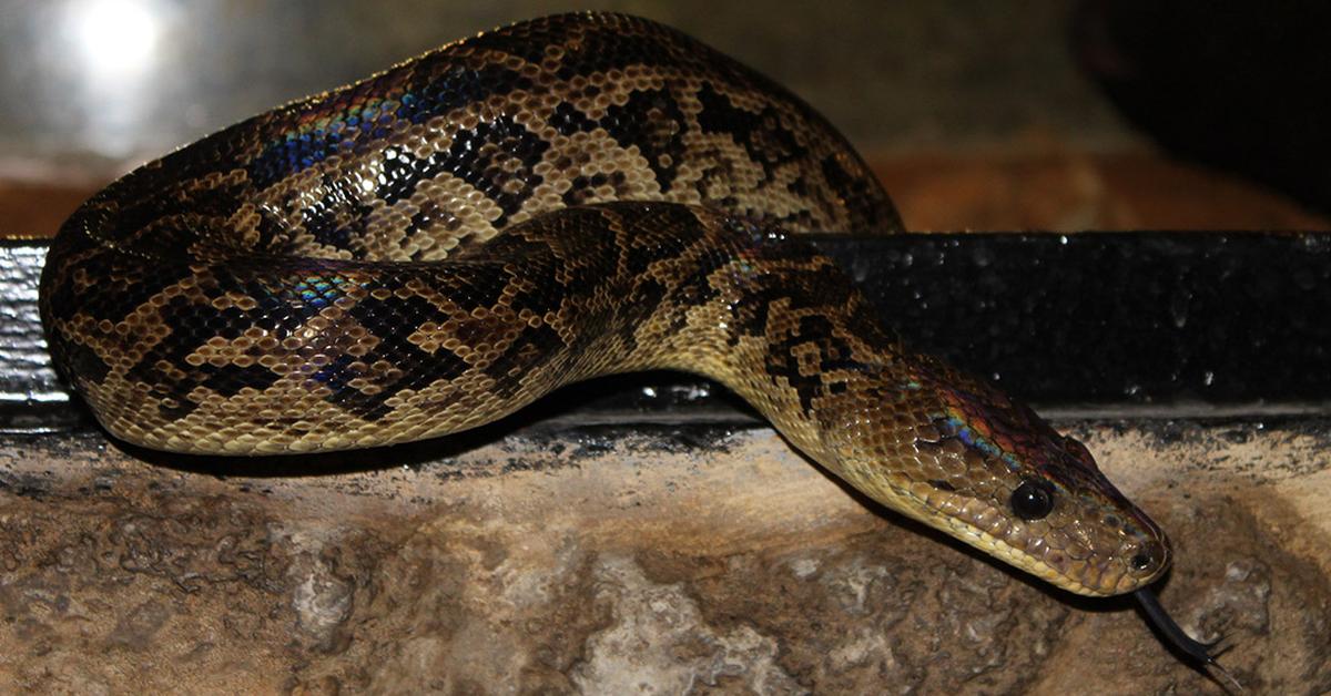 Charming view of the Cuban Boa, in Indonesia referred to as Boa Kuba.