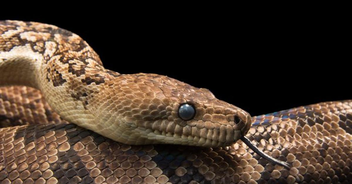 Detailed shot of the Cuban Boa, or Chilabothrus angulifer, in its natural setting.