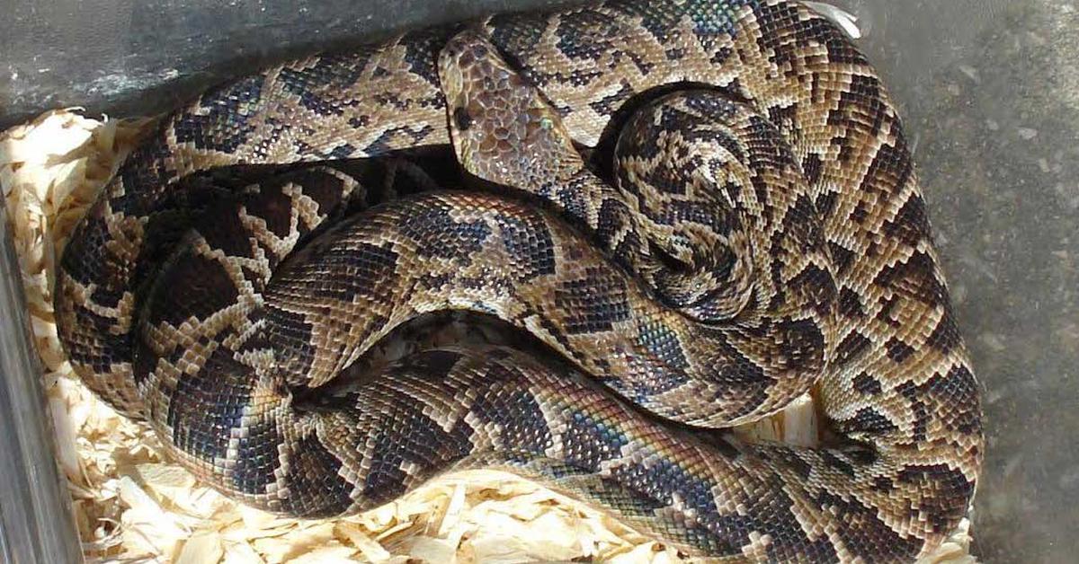 Photographic depiction of the unique Cuban Boa, locally called Boa Kuba.