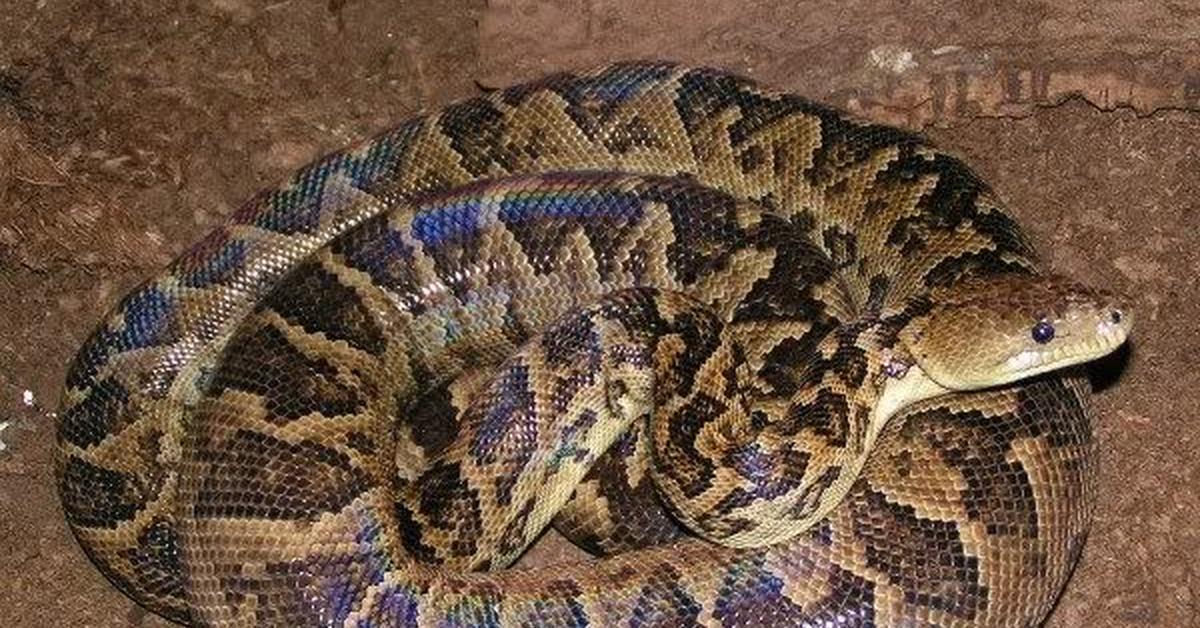 Engaging shot of the Cuban Boa, recognized in Indonesia as Boa Kuba.