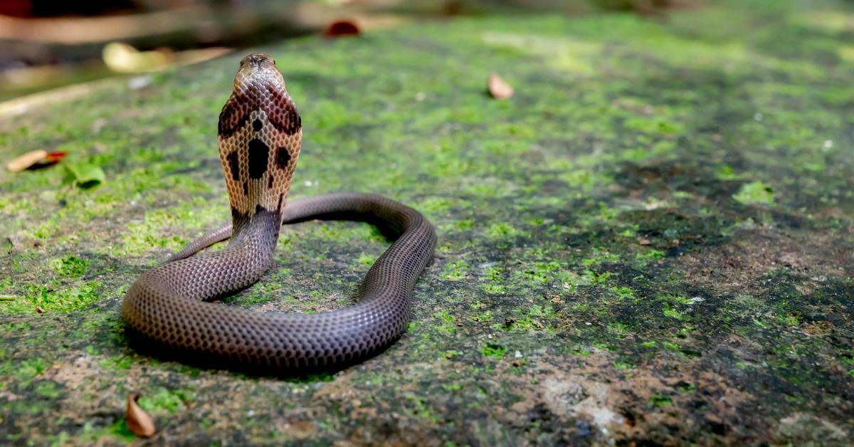 Photographic depiction of the unique Chinese Cobra, locally called Ular Kobra Cina.