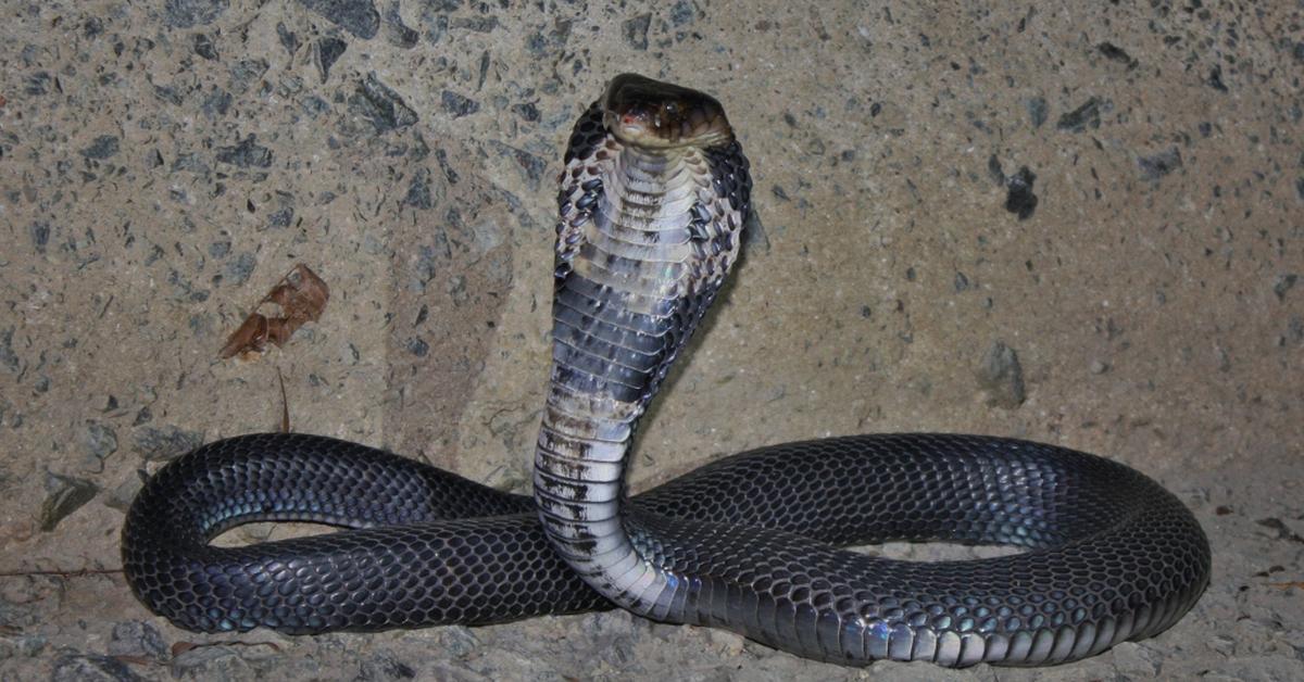 Photograph of the unique Chinese Cobra, known scientifically as Naja atra.